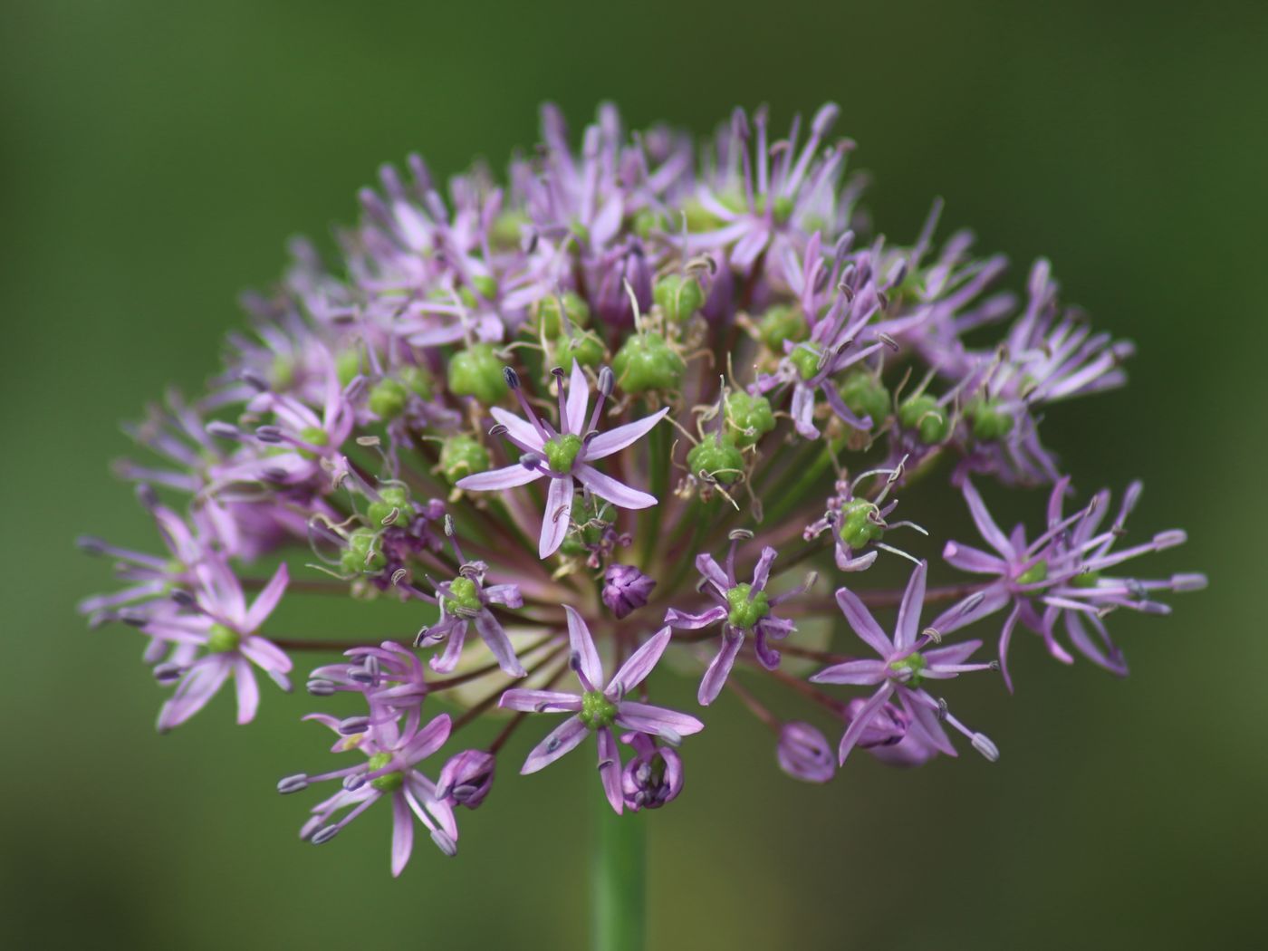 Image of Allium suworowii specimen.