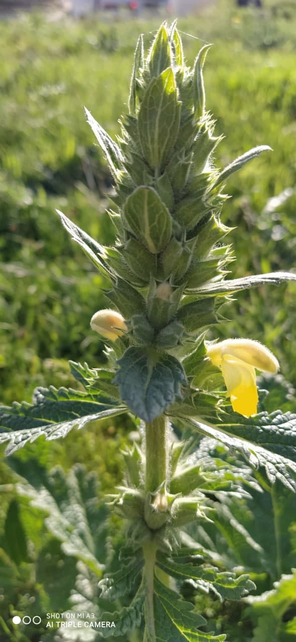 Image of Phlomoides labiosa specimen.