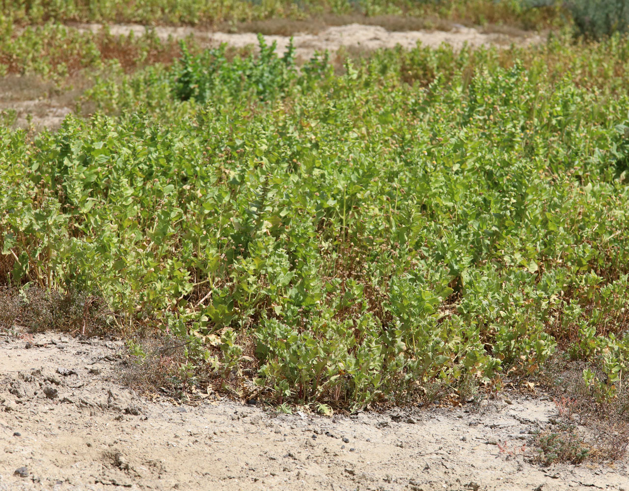 Image of Spinacia tetrandra specimen.