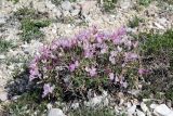 Onobrychis cornuta
