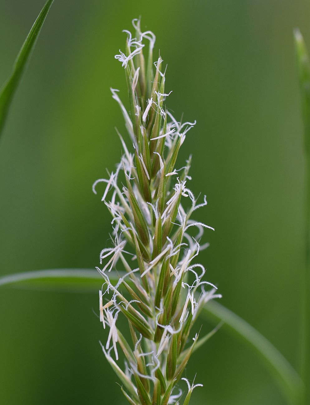 Image of Anthoxanthum odoratum specimen.