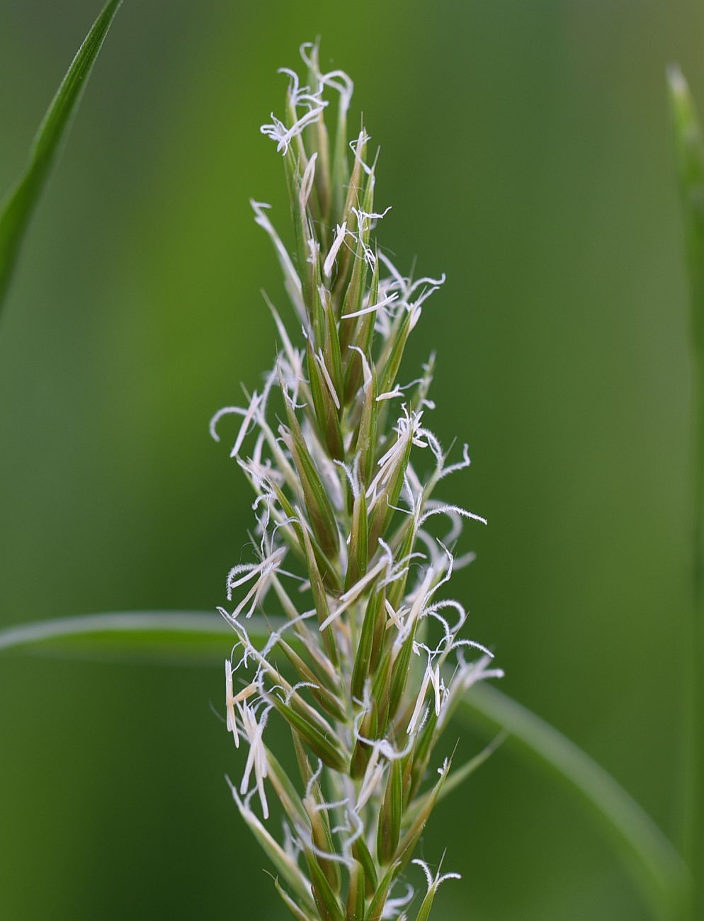 Изображение особи Anthoxanthum odoratum.