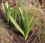 Tulipa tarda