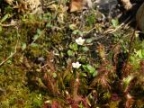 Drosera linearis. Цветущие растения. Московская обл., Ленинский р-н, г. Видное, искусственное болотце на садовом участке. 05.07.2022.