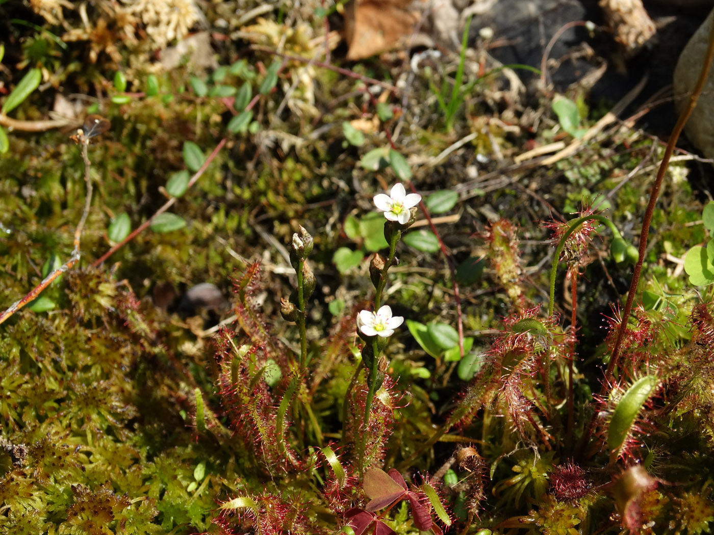 Изображение особи Drosera linearis.