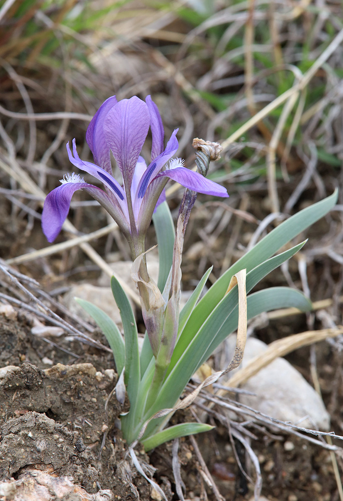 Image of Iris timofejewii specimen.