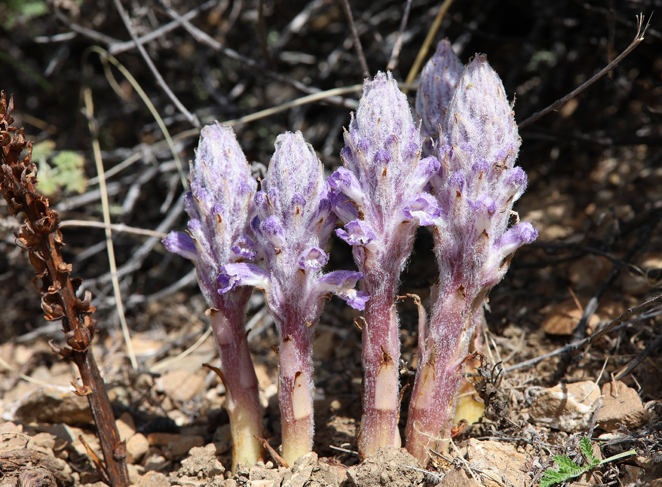 Изображение особи Orobanche coerulescens.