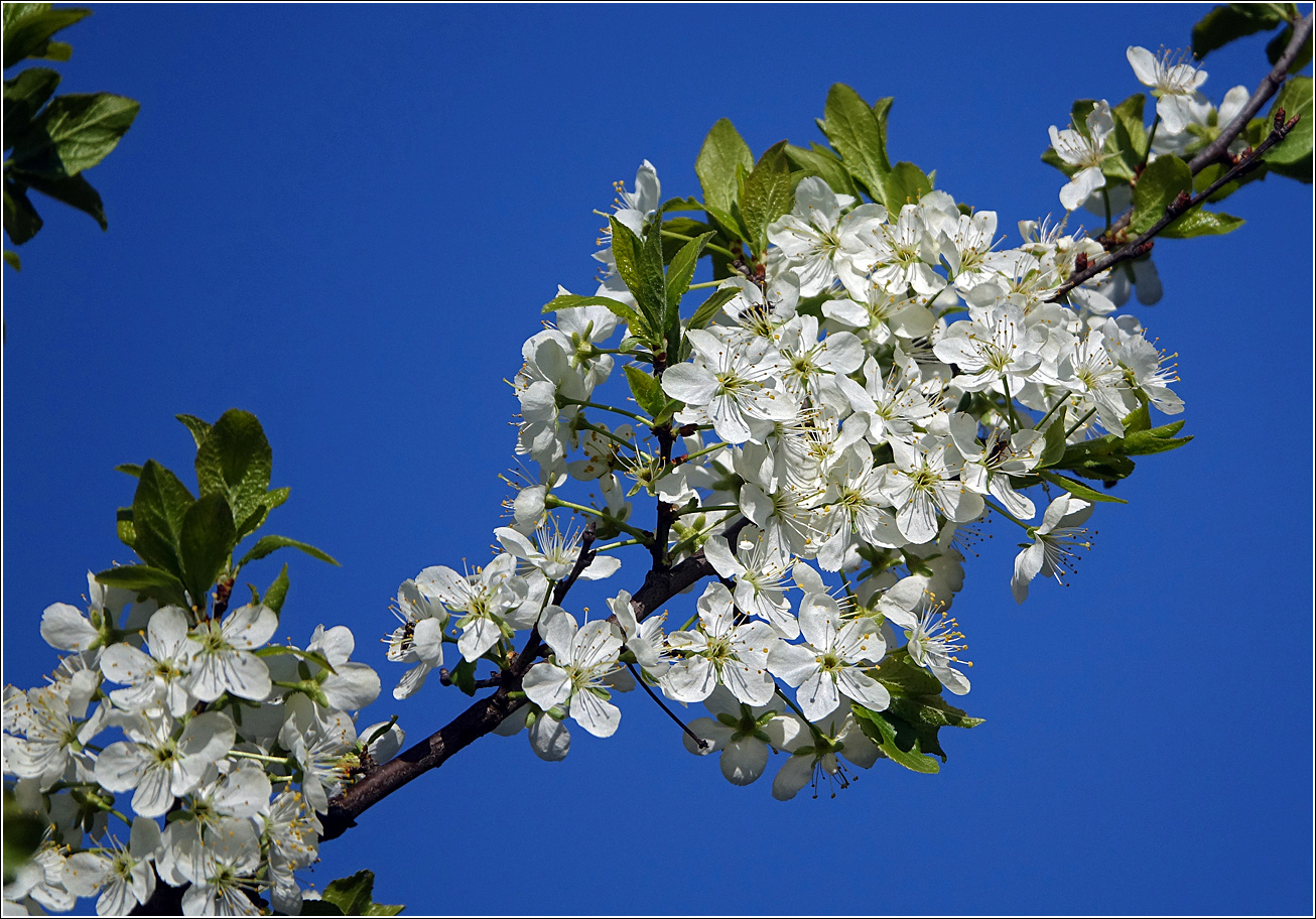 Изображение особи Prunus domestica.