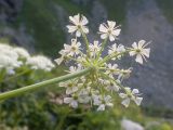 Heracleum freynianum