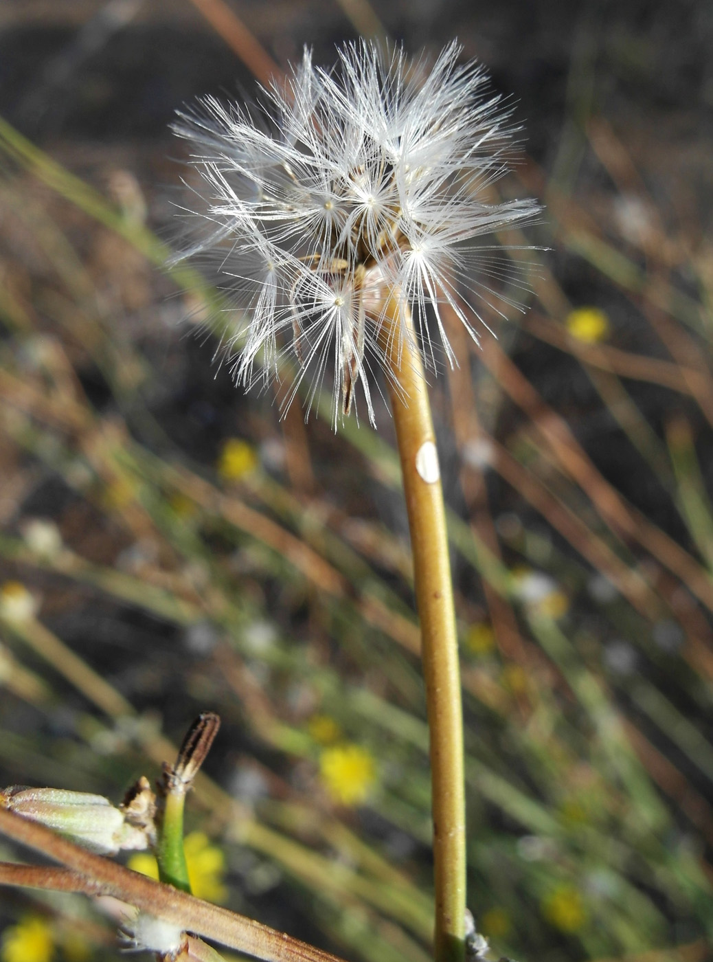 Изображение особи Chondrilla juncea.