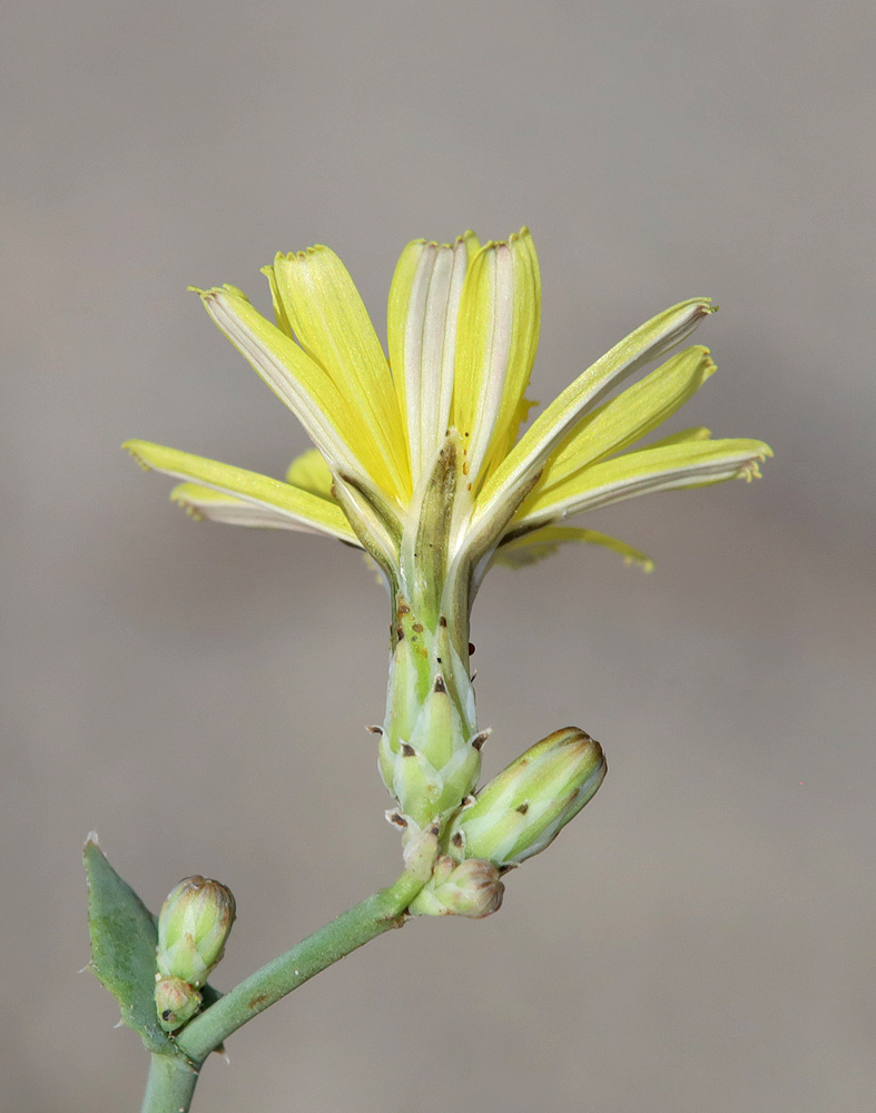 Image of Paramicrorhynchus procumbens specimen.