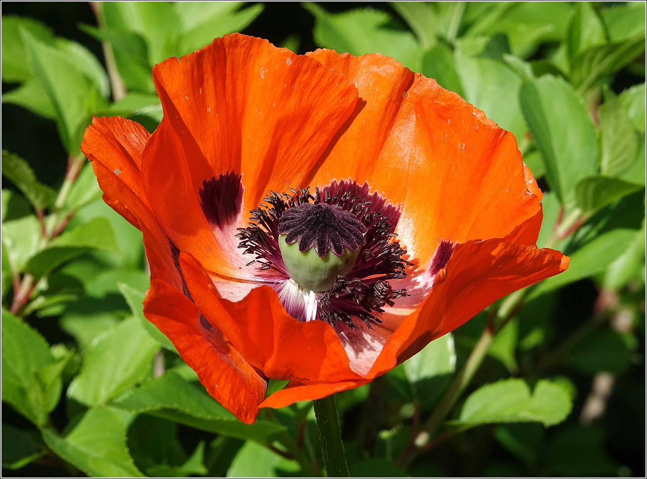 Изображение особи Papaver setiferum.