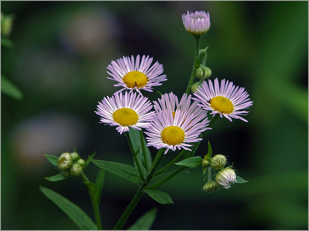 Image of Erigeron annuus ssp. lilacinus specimen.