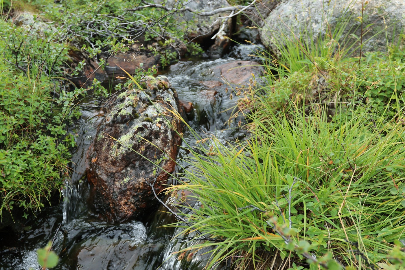 Изображение особи Carex paupercula.