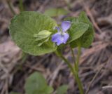 Viola mirabilis. Верхушка цветущего растения. Пермский край, Кунгурский р-н, правый берег р. Сылва, ур. Камень Ермак, берёзово-сосновый лес, опушка. 04.06.2022.