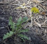 Taraxacum officinale. Цветущее растение. Пермский край, Кунгурский р-н, правый берег р. Сылва, ур. Камень Ермак, слабо задернованный крутой склон. 04.06.2020.