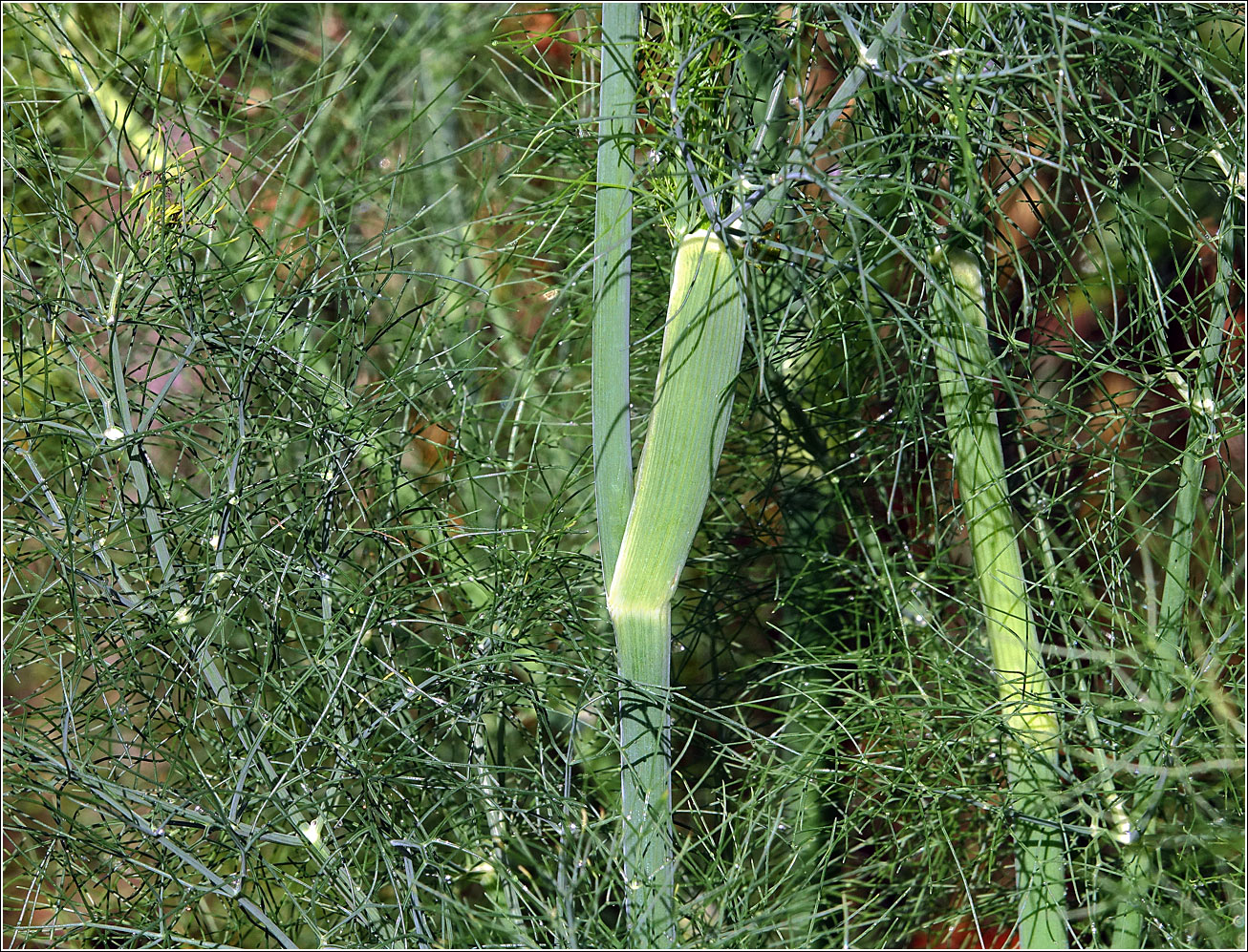 Image of Foeniculum vulgare specimen.