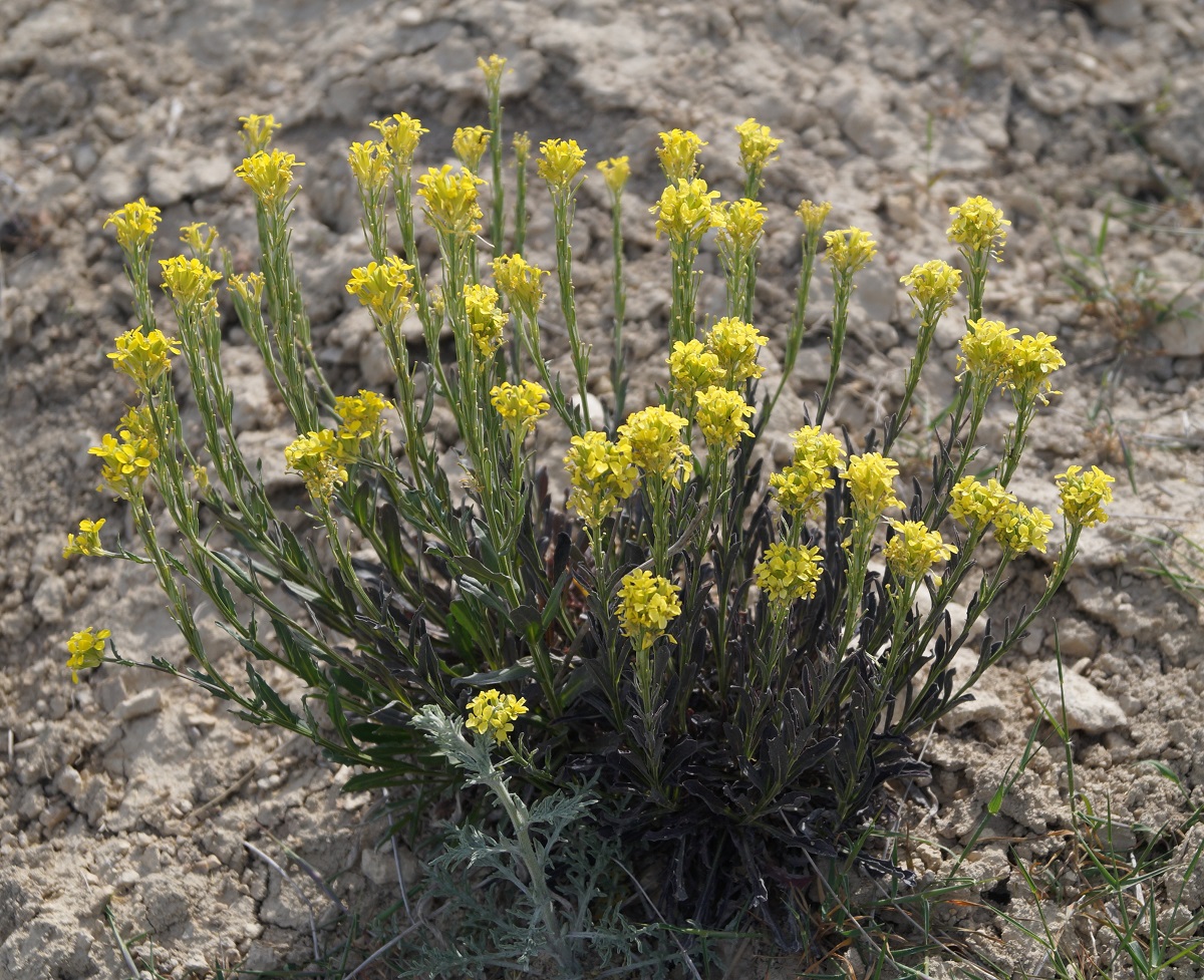 Image of Erysimum cuspidatum specimen.