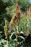 Rumex crispus