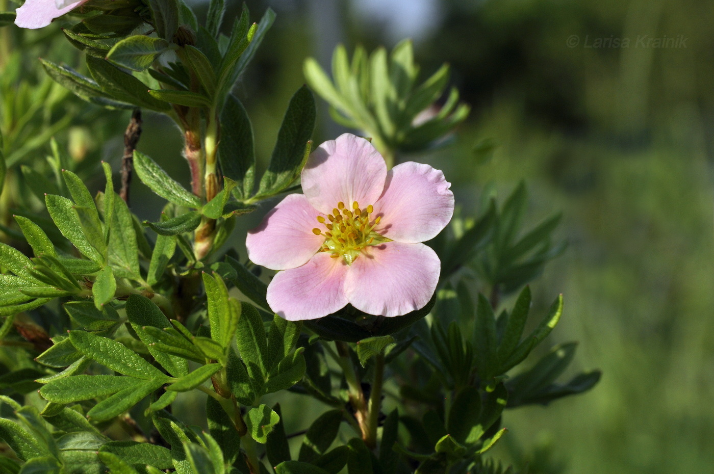 Изображение особи Dasiphora fruticosa.