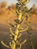 Salsola foliosa