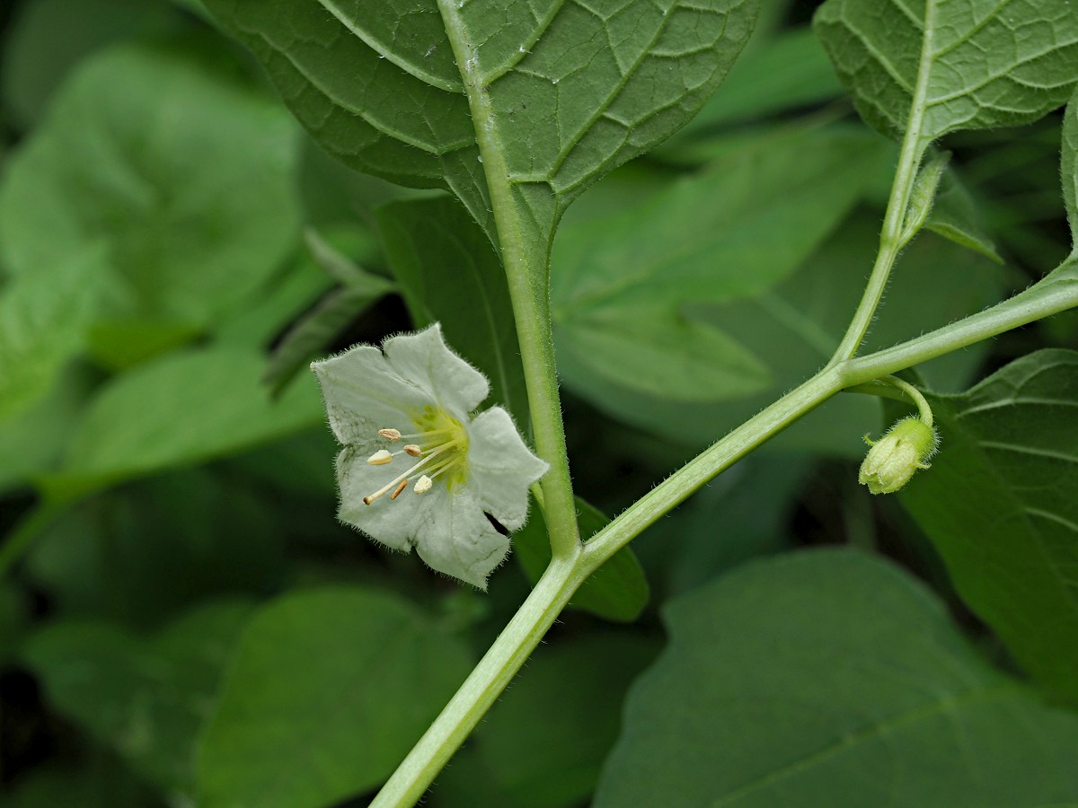 Изображение особи Alkekengi officinarum.