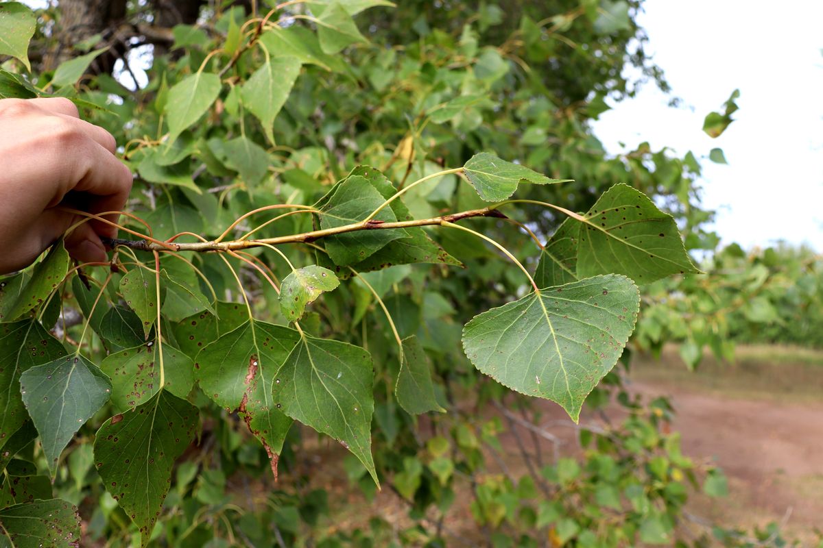 Изображение особи Populus nigra.