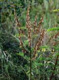 Astragalus galegiformis. Верхушка побега с соплодиями. Чечня, Итум-Калинский р-н, ур. Цой-Педе, ≈ 1200 м н.у.м., луговой склон. 27.07.2022.