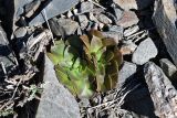 Rosularia glabra