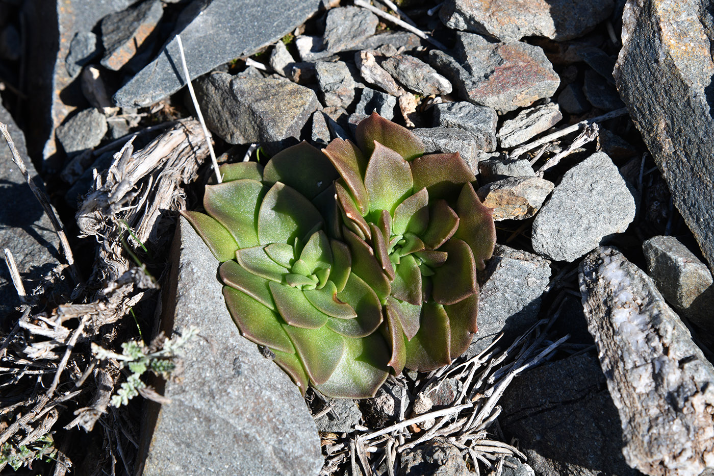 Image of Rosularia glabra specimen.
