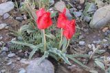 Tulipa korolkowii