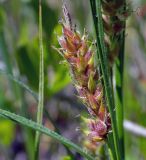 Carex hirta