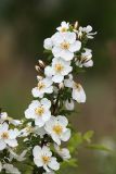 Rosa spinosissima