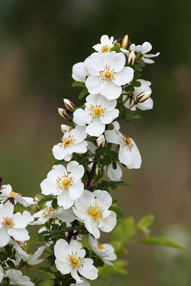 Изображение особи Rosa spinosissima.