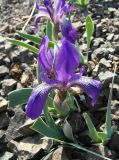 Iris glaucescens