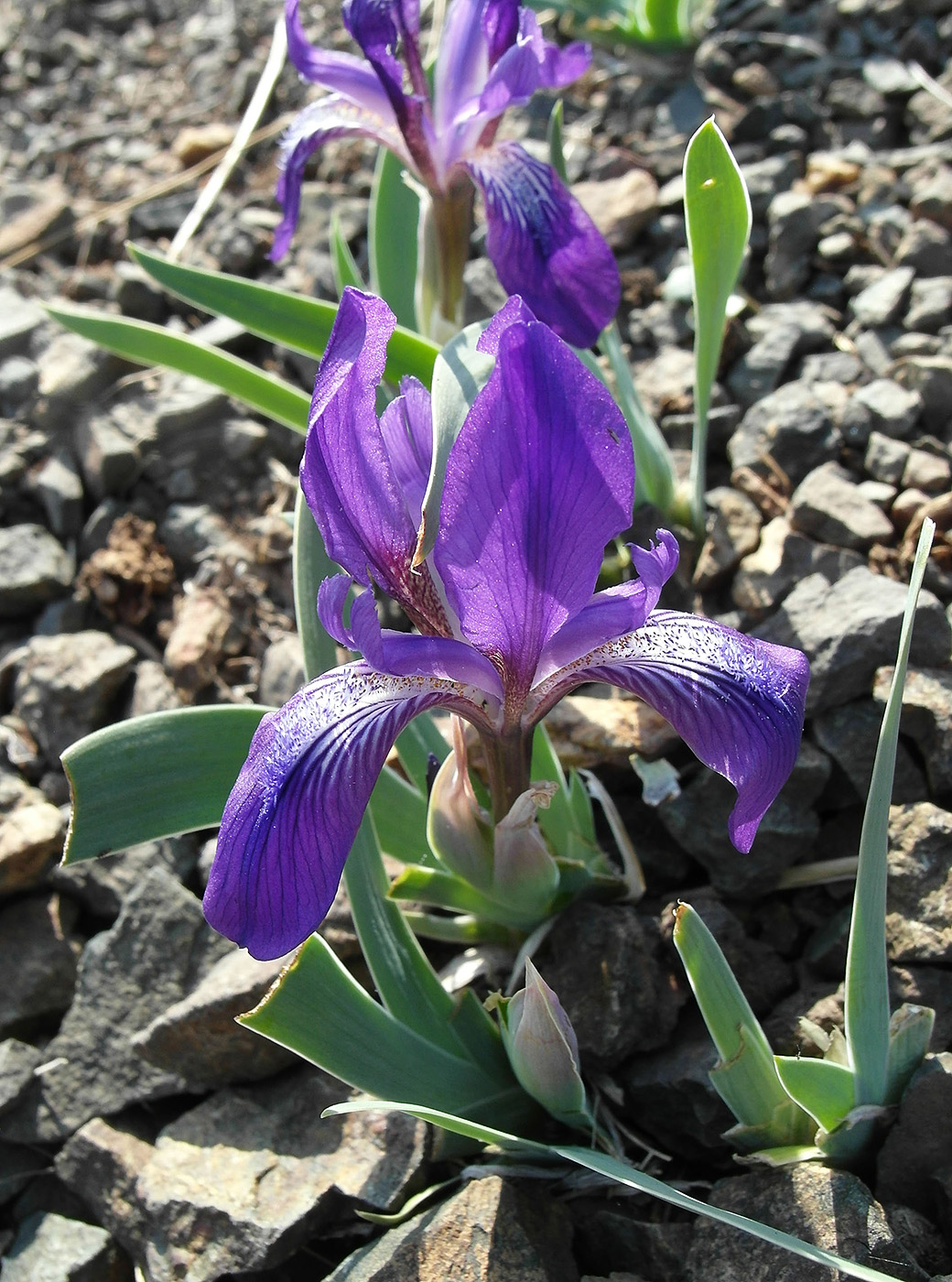 Изображение особи Iris glaucescens.