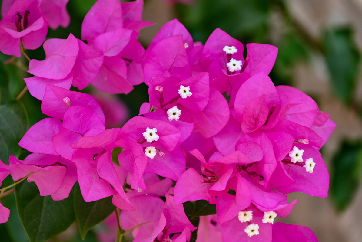 Image of Bougainvillea glabra specimen.