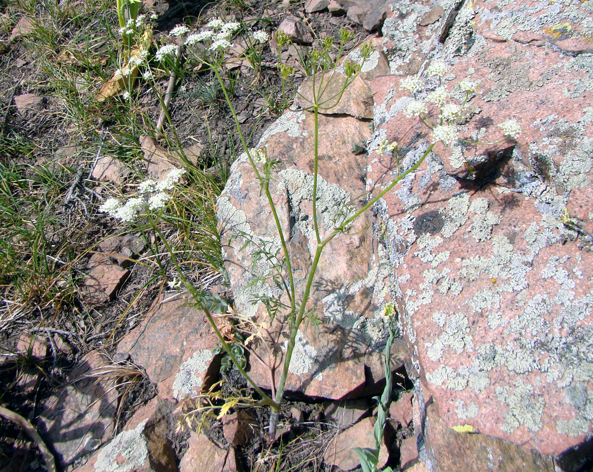 Image of Krasnovia longiloba specimen.