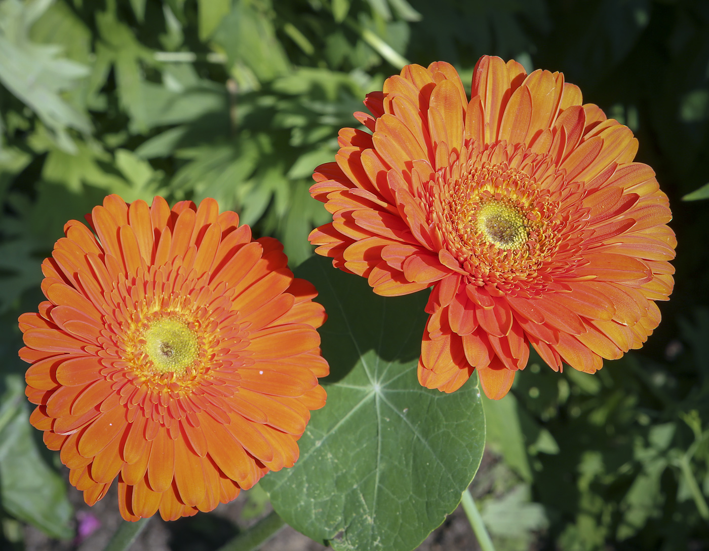 Image of Gerbera jamesonii specimen.