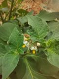 Solanum nigrum. Соцветие и листья. Волгоград, Красноармейский р-н. 01.08.2023.