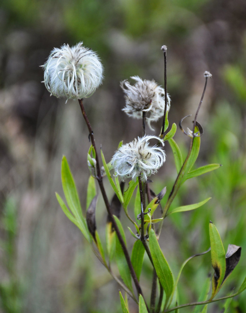 Image of Clematis hexapetala specimen.