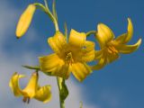 Lilium monadelphum