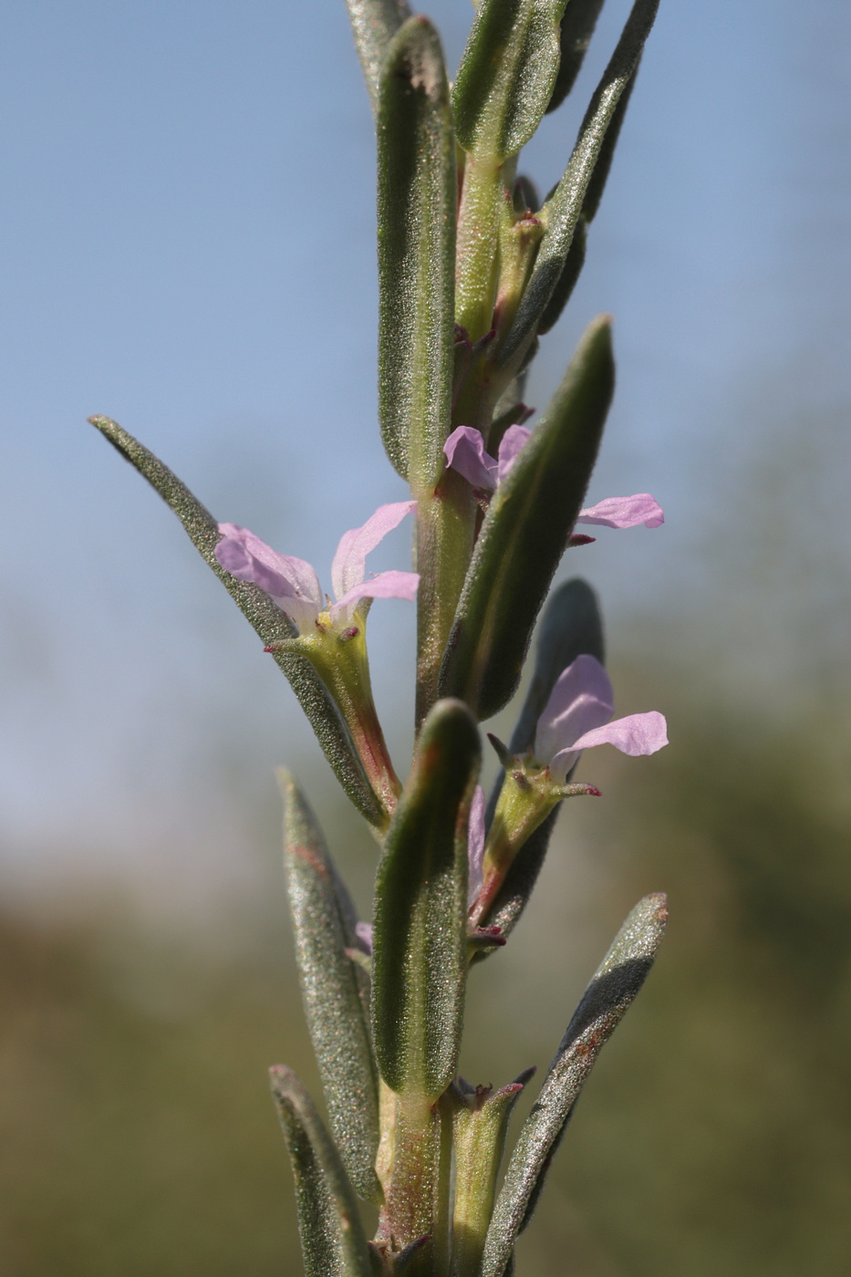 Image of Lythrum melanospermum specimen.