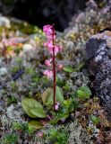 Pyrola incarnata