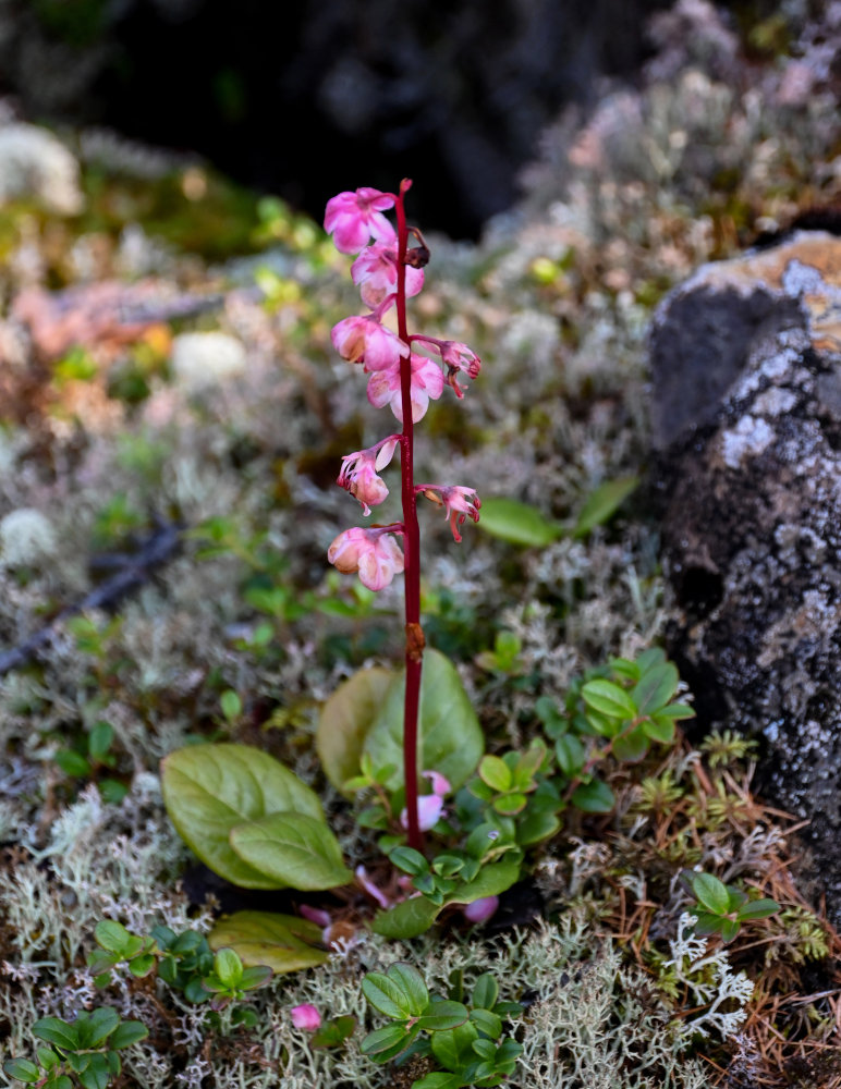 Image of Pyrola incarnata specimen.