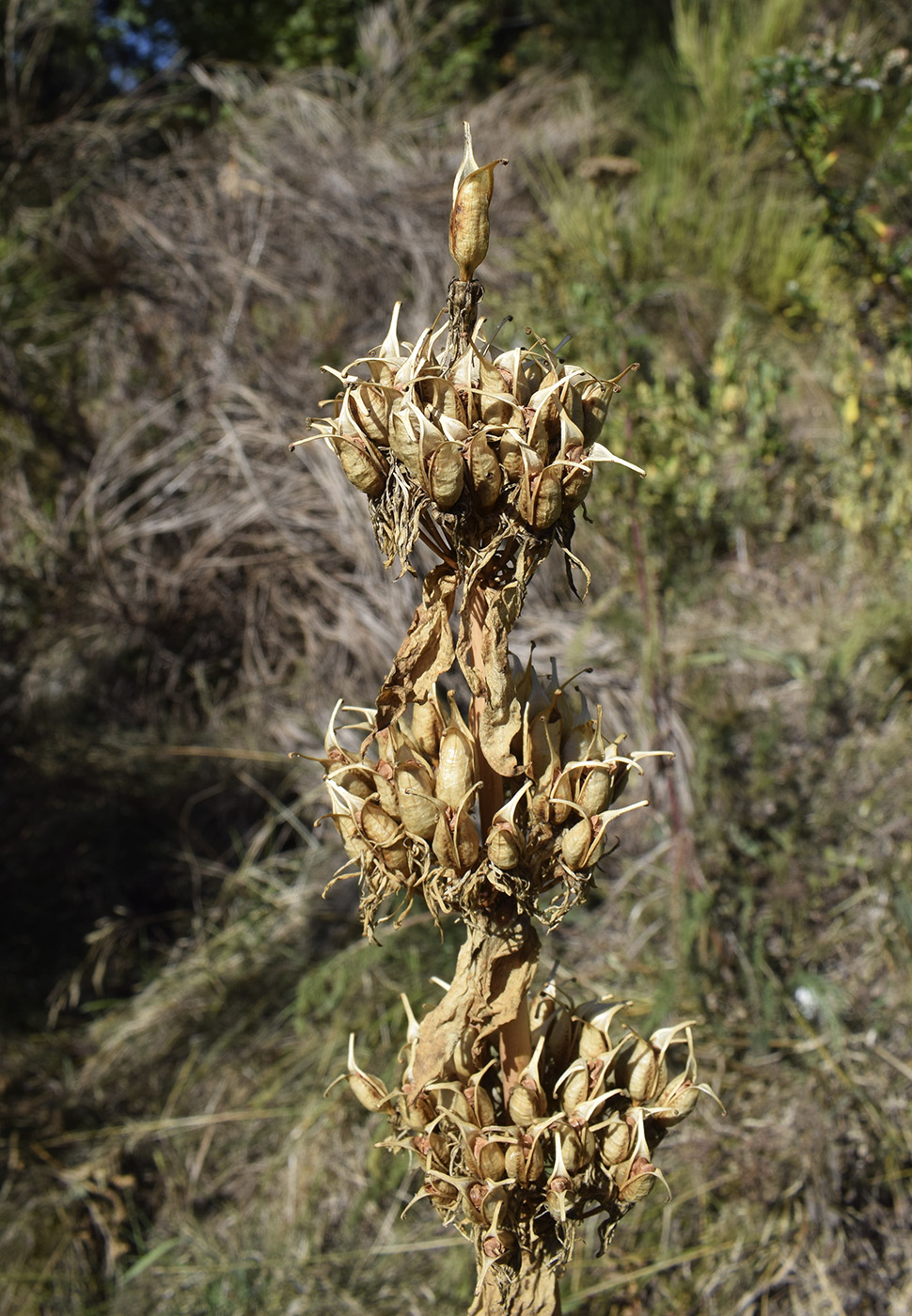 Image of Gentiana lutea specimen.