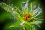 Stellaria holostea. Раскрывшийся плод с семенами. Санкт-Петербург, Красное Село, памятник природы «Дудергофские высоты», склон горы с редким лиственным лесом. 18.06.2023.