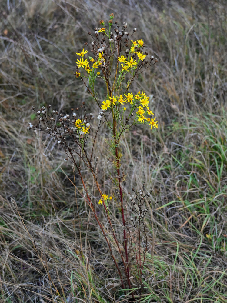 Изображение особи Senecio jacobaea.