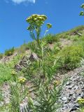 Tanacetum boreale