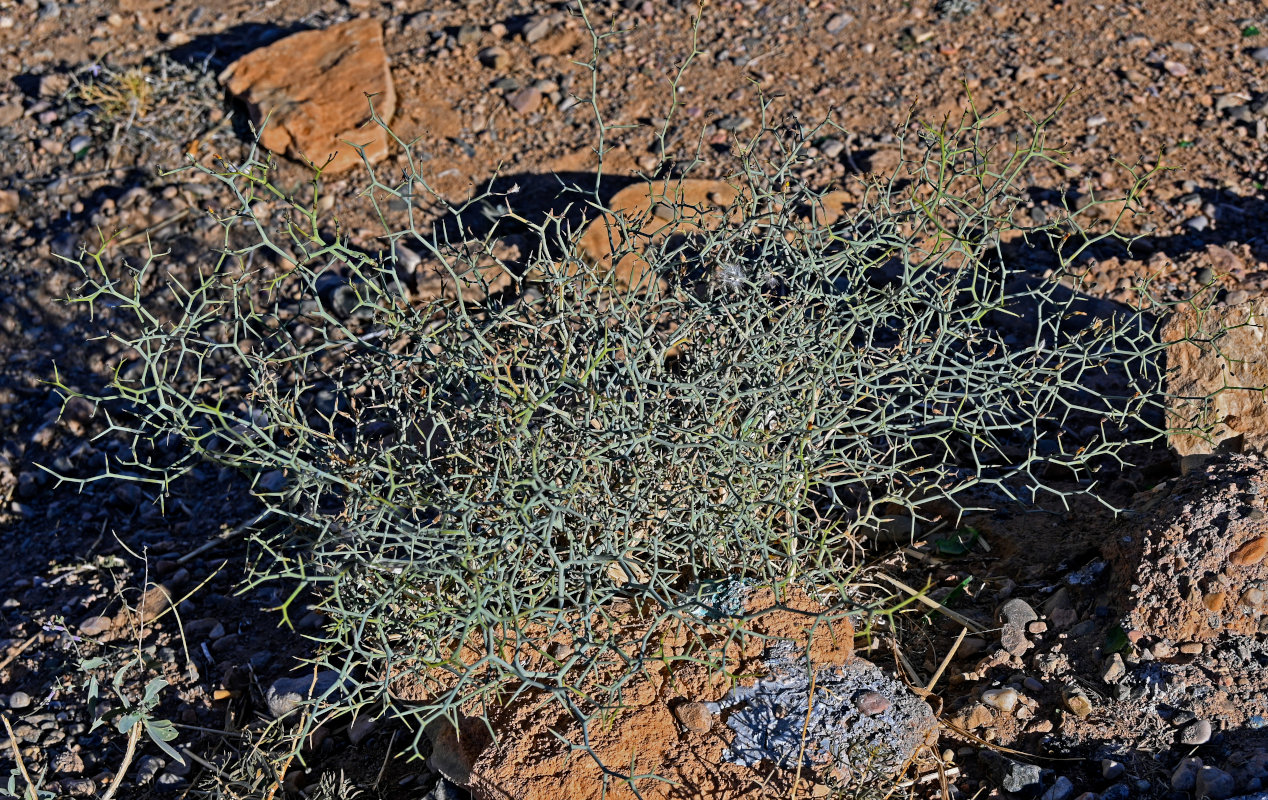 Изображение особи Launaea arborescens.